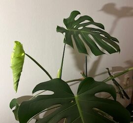 Een nieuw blad