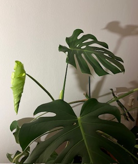 Een nieuw blad